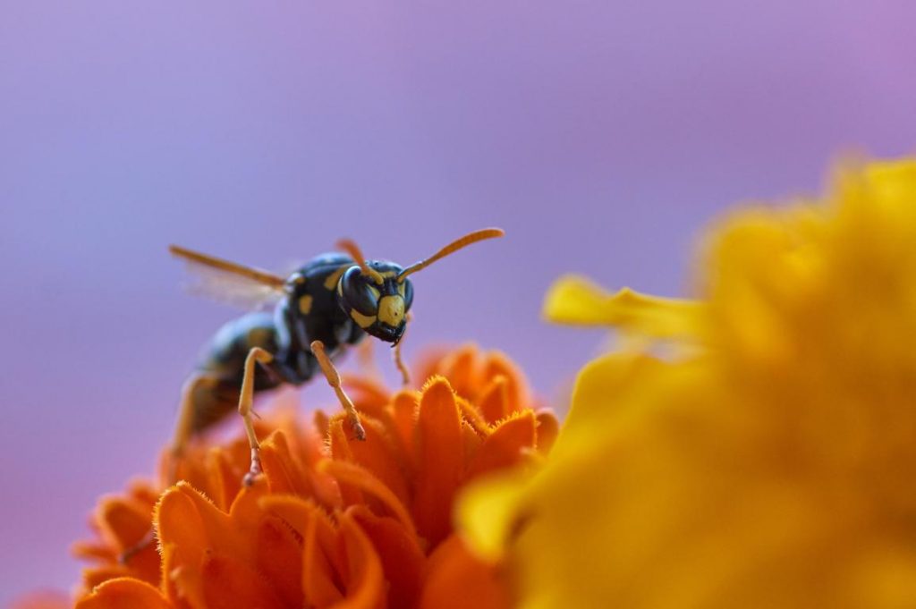 mini_bicho6-1024×681