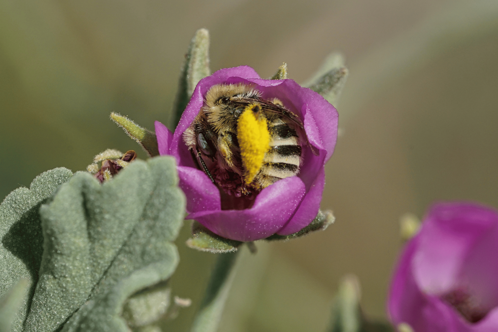 Enfoque de biodiversidad