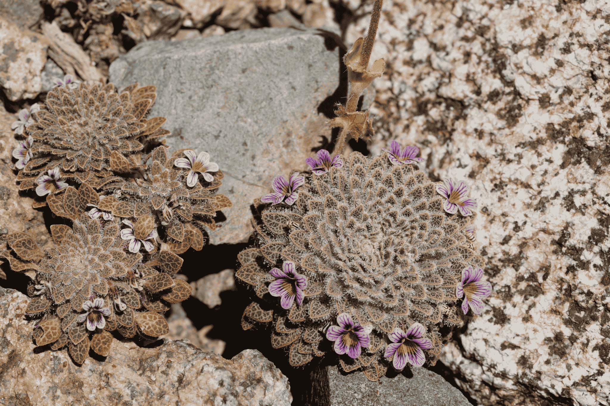 Flora