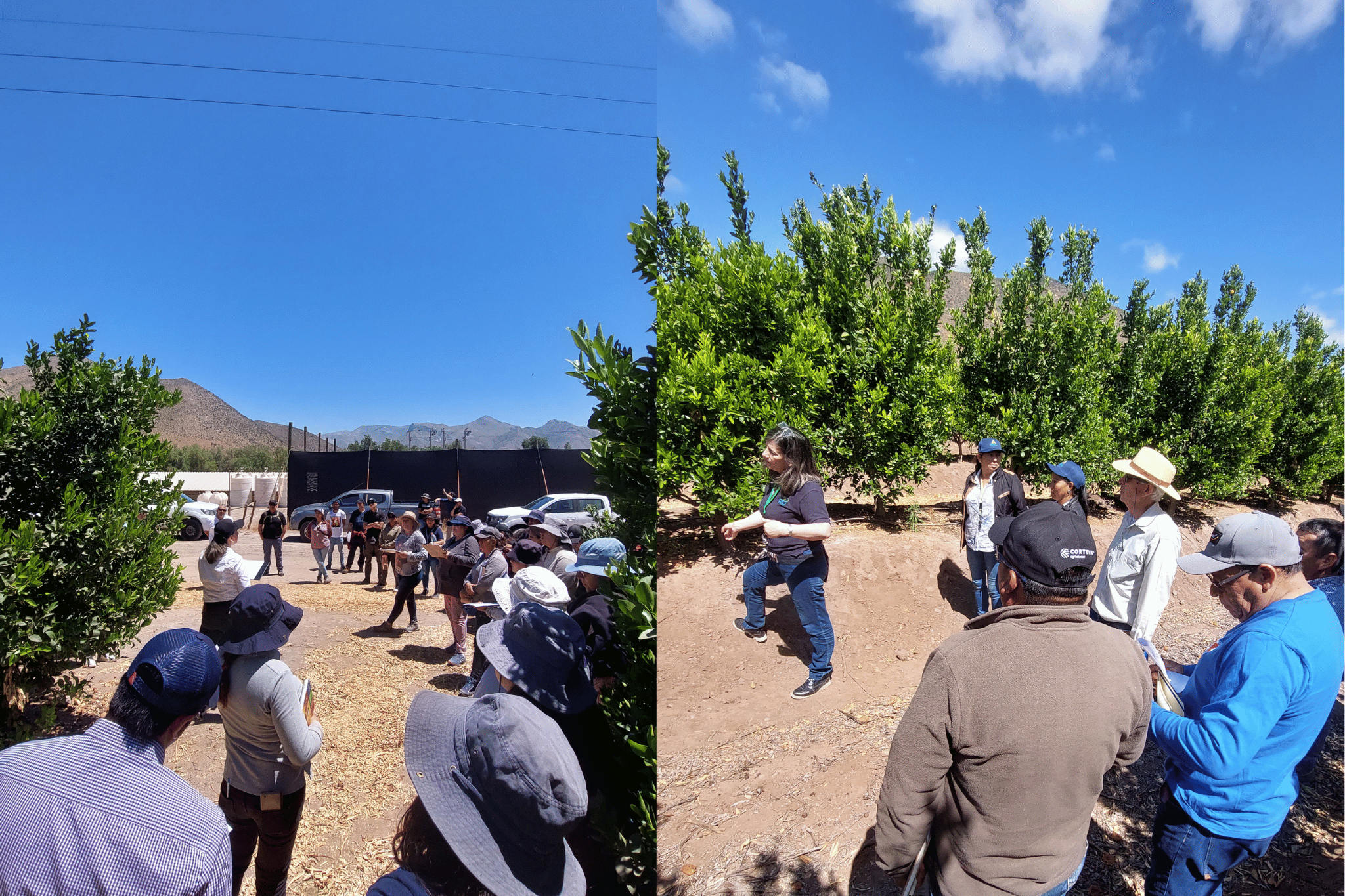 Capacitación en identificación y manejo de plagas