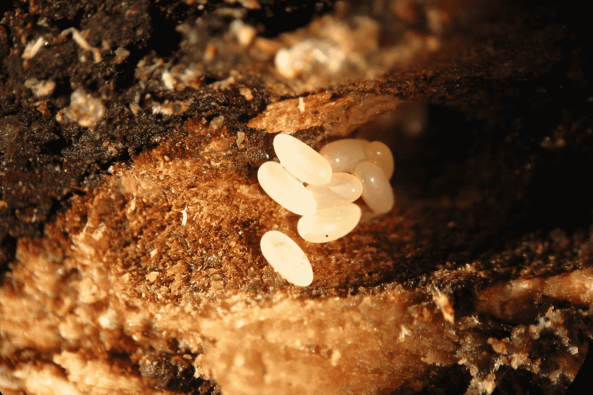 Investigación Aplicada