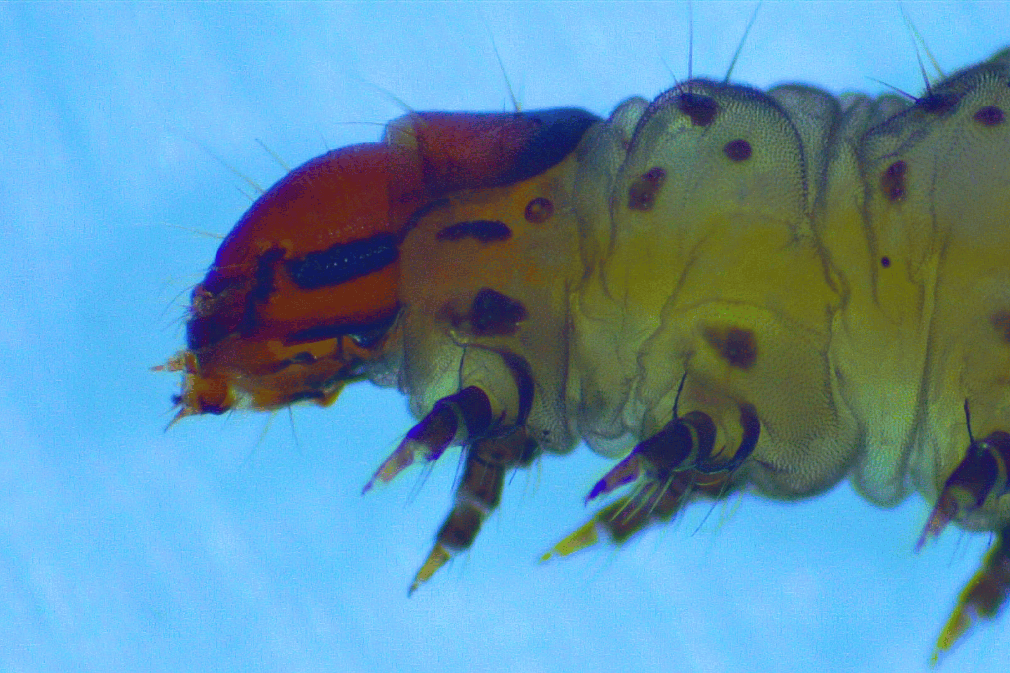 Larva de torso