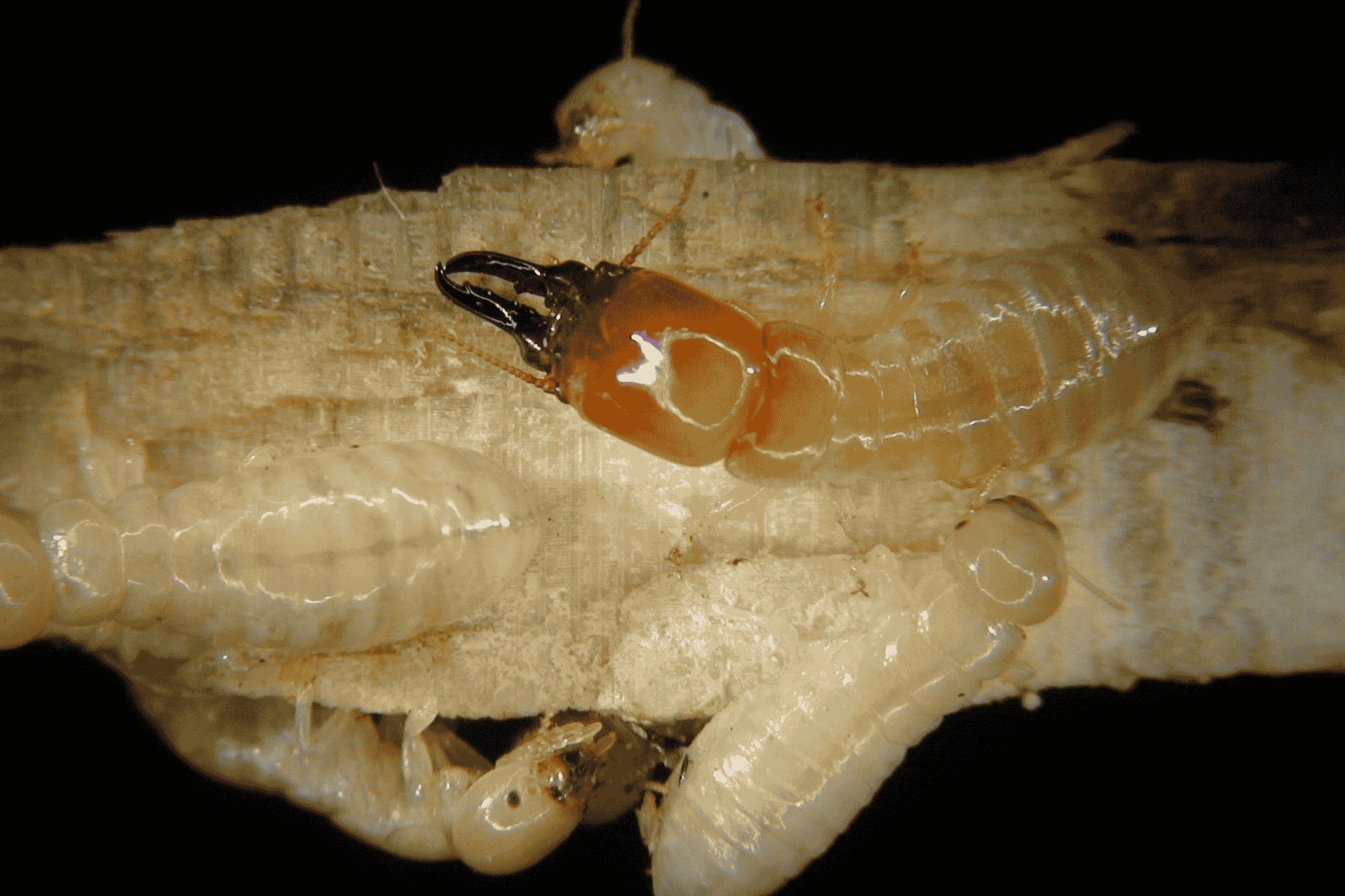 Termita